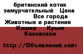 британский котик замурчательный › Цена ­ 12 000 - Все города Животные и растения » Кошки   . Крым,Каховское